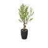 Kunstplanten